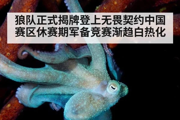 狼队正式揭牌登上无畏契约中国赛区休赛期军备竞赛渐趋白热化